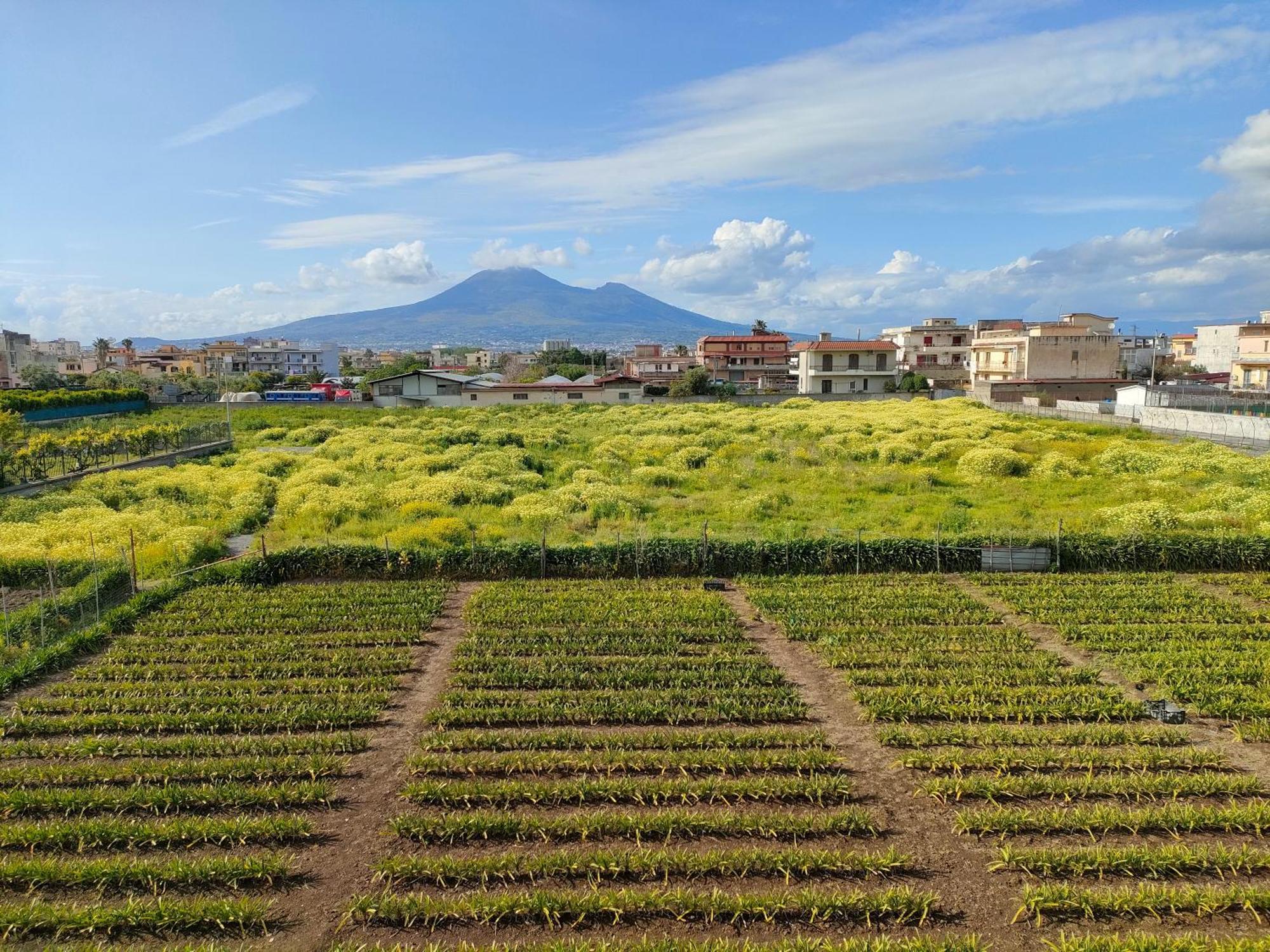 Lilla Housing Apartment Castellammare di Stabia Exterior foto